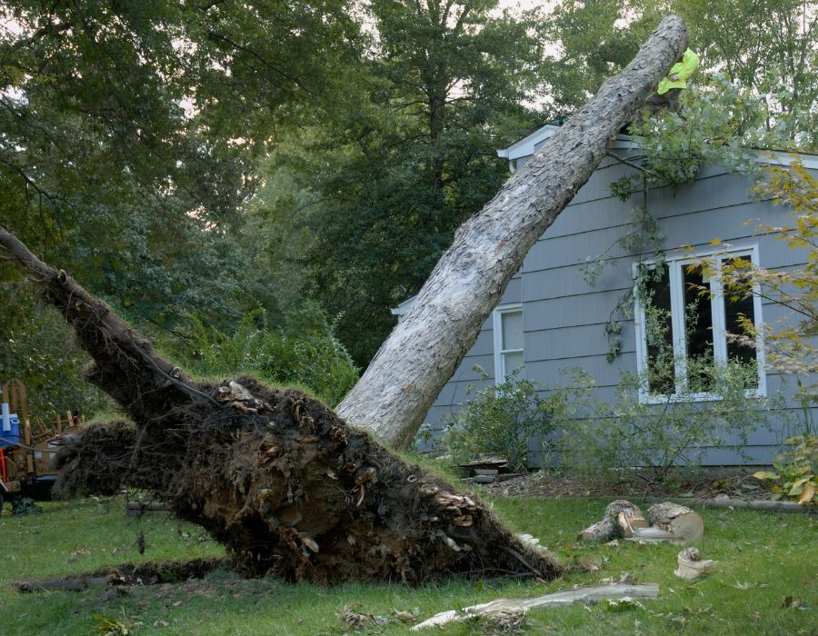 Wind Damage Adjuster